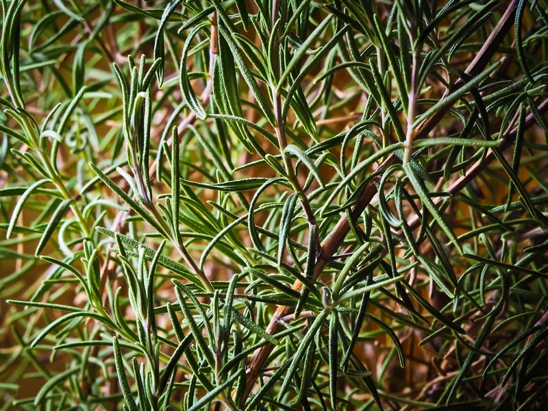 Fragrant Herbs